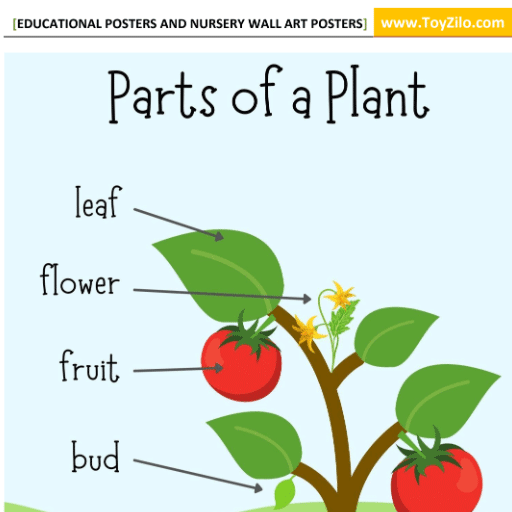 nursery educational posters kinder garden